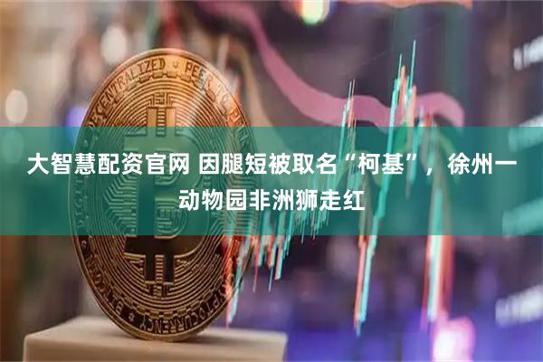 大智慧配资官网 因腿短被取名“柯基”，徐州一动物园非洲狮走红